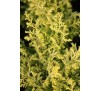 Кипарисовик туполистный  Лимон (Lemon) С2